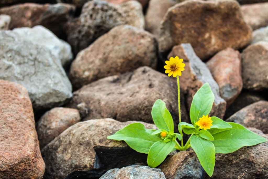 Variation in nature; vs modern life’s repetition